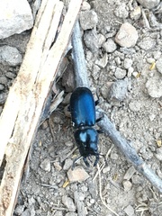 Platycerus oregonensis