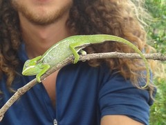 Furcifer major
