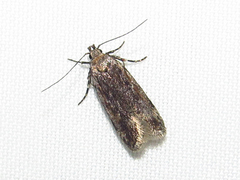 Filatima serotinella