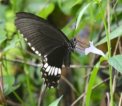 Papilio polytes romulus