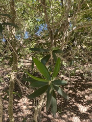 Olea europaea europaea