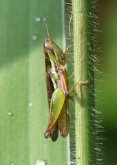 Spathosternum prasiniferum