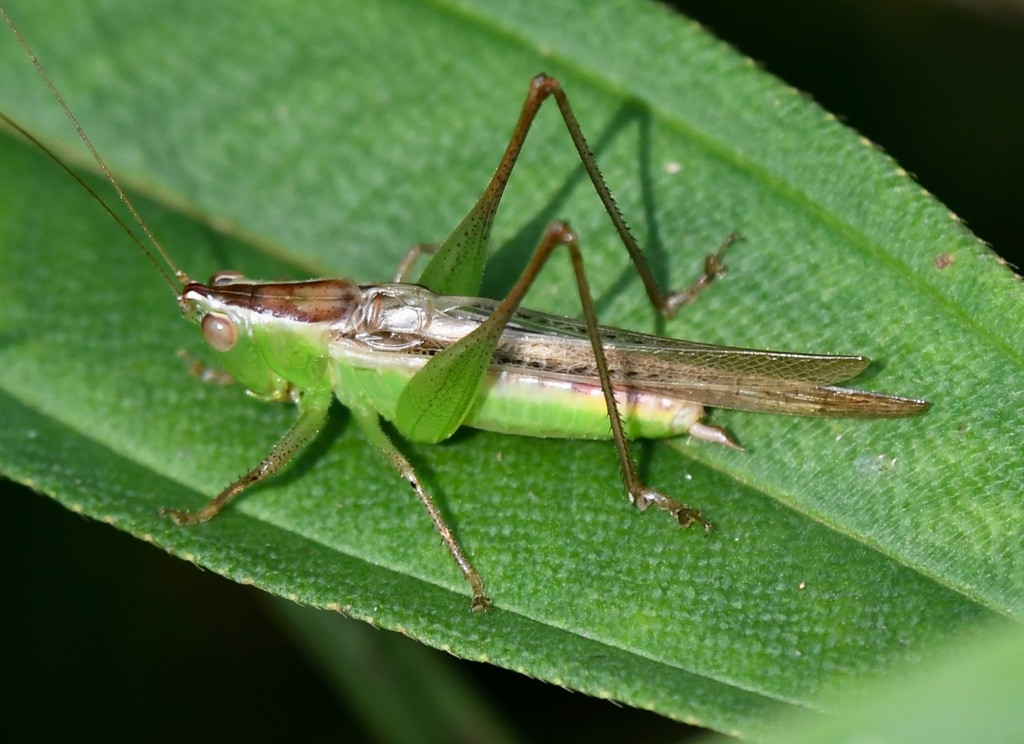 Spotted Meadow Katydid