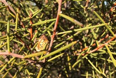 Hakea mitchellii