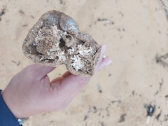 Pyura praeputialis