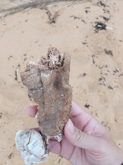 Pyura praeputialis