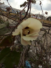 Gossypium