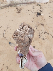 Pyura praeputialis