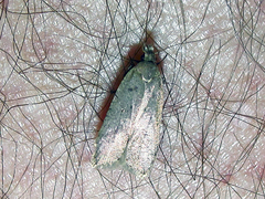 Dichomeris ventrellus