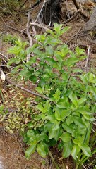 Melicytus macrophyllus