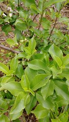 Melicytus macrophyllus