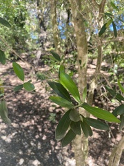 Olea europaea europaea