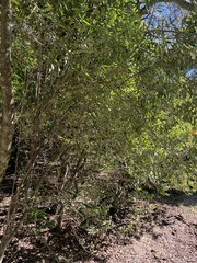 Olea europaea europaea