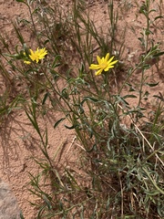 Heterotheca polothrix