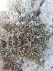 Leptinella maniototo