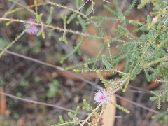 Melaleuca gibbosa