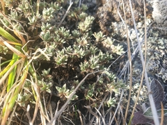 Pimelea sericeovillosa pulvinaris