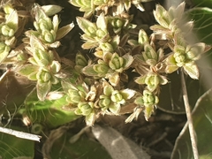Pimelea sericeovillosa pulvinaris