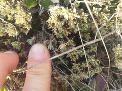 Pimelea sericeovillosa pulvinaris