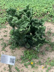Euphorbia neriifolia