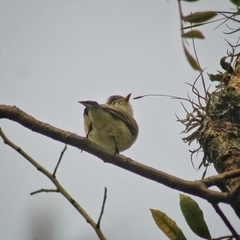 Camptostoma obsoletum