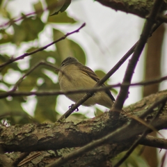 Camptostoma obsoletum
