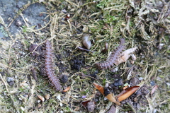 Polydesmus inconstans