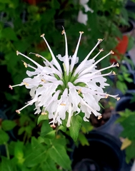 Monarda lindheimeri