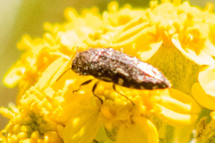 Acmaeodera retifera