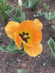 Tulipa gesneriana