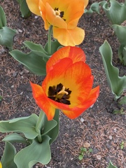 Tulipa gesneriana
