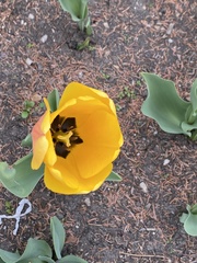 Tulipa gesneriana