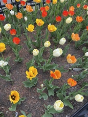 Tulipa gesneriana
