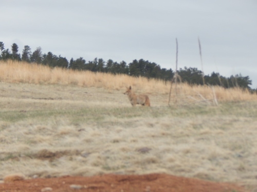 Coyote photographed in South Dakota