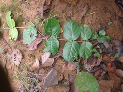 Vincetoxicum rotundifolium