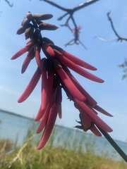 Erythrina herbacea