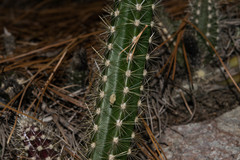 Disocactus speciosus speciosus