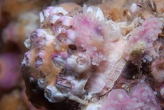 Notomegabalanus algicola