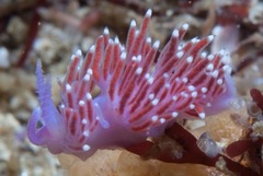 Paraflabellina funeka