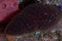 Alcyonidium nodosum