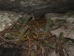 Disocactus speciosus speciosus