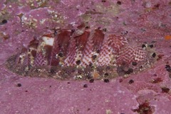 Rhyssoplax polita