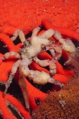 Achaeopsis spinulosa