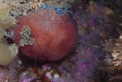 Dendrodoris caesia