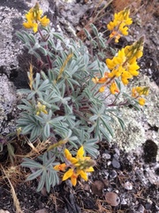 Lupinus citrinus citrinus
