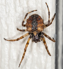 Acanthepeira cherokee