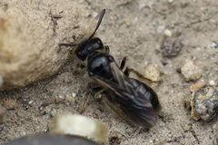 Panurginus