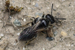 Panurginus