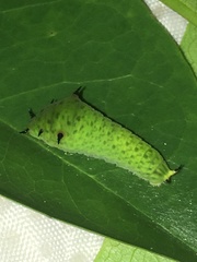 Graphium agamemnon agamemnon