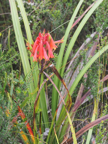 Tasmanian Christmas bell (Blandfordia punicea)
